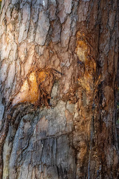 Verwundeter Blutender Baumstamm Mit Zerfetzten Fetzen Und Baumsaft — Stockfoto