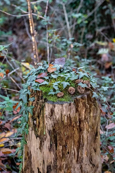 Ormanın Içindeki Yosunlu Ağaç Gövdesindeki Yeşil Sarmaşık — Stok fotoğraf