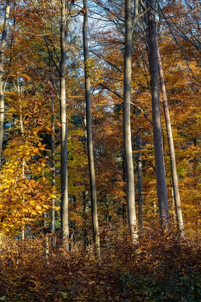 Floresta Outono Colorido Com Folhas Amarelas Douradas — Fotografia de Stock