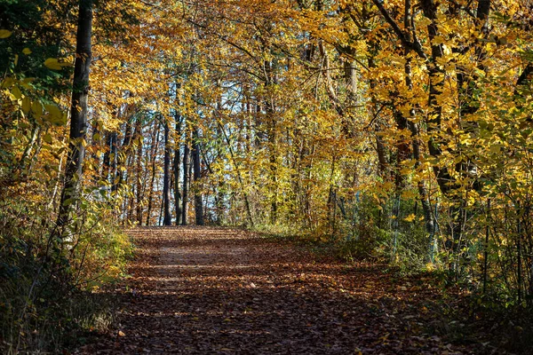 Woodland Lane Através Floresta Outono Colorido — Fotografia de Stock