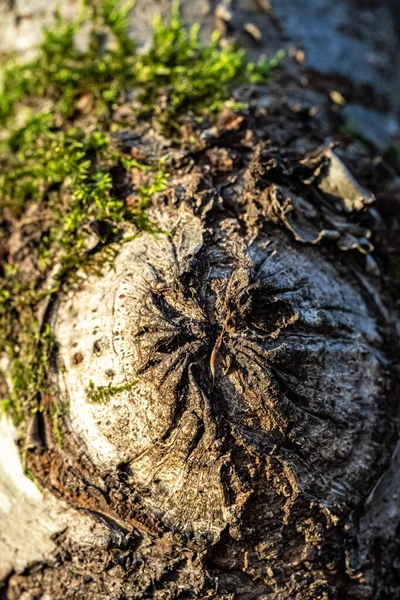 Moosbewachsene Weiße Baumrinde Einer Birke Mit Großer Narbe — Stockfoto