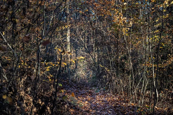 Renkli Sonbahar Ormanlarında Ağaçlık Alan — Stok fotoğraf