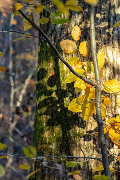 Hnědý Kmen Stromu Černé Stíny Větví Něm — Stock fotografie