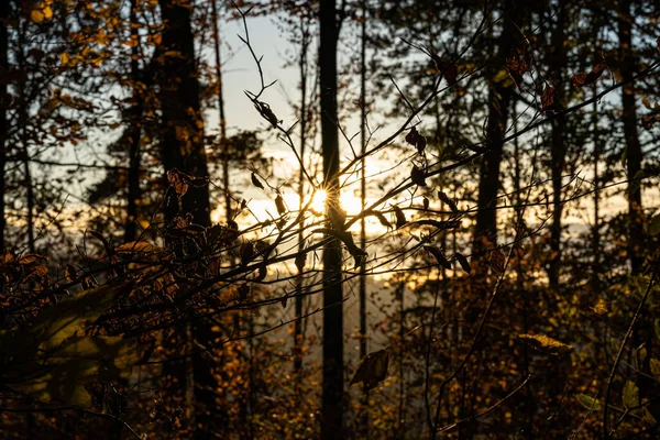 Pôr Sol Através Das Árvores Floresta Escura — Fotografia de Stock