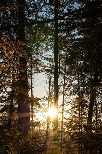 stock image Sunset sun through the trees of the dark forest