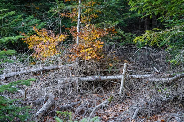 Der Bunte Herbstwald Mit Goldgelben Blättern Und Umgestürzten Bäumen — Stockfoto