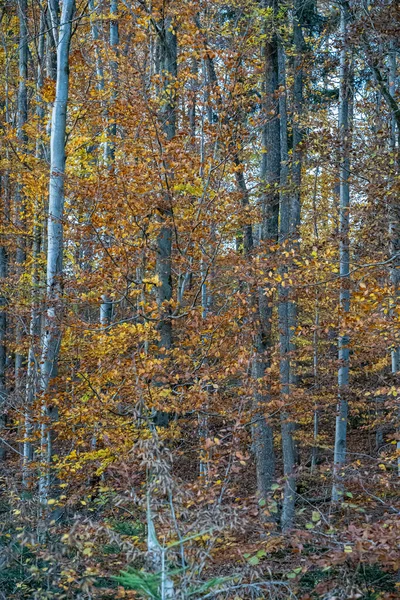 Floresta Outono Colorido Com Folhas Amarelas Douradas — Fotografia de Stock