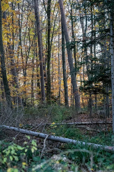 Floresta Outono Colorido Com Folhas Amarelas Douradas Árvores Caídas — Fotografia de Stock