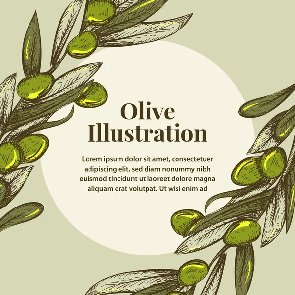 Illustration Der Olivenpflanze Skizze — Stockvektor