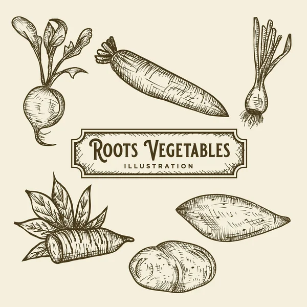 Raíces Dibujadas Mano Verduras Ilustración — Vector de stock