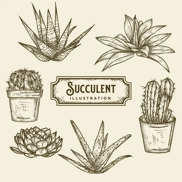 Hand Getekend Succulente Illustratie — Stockvector