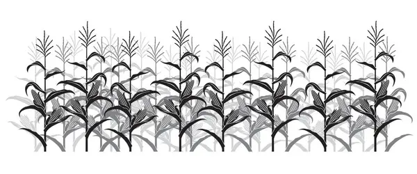 Maïsveld Illustratie Geïsoleerd Witte Achtergrond — Stockvector