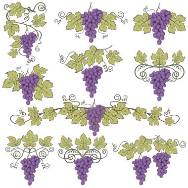 Beyaz arkaplanda ayrıştırılmış üzüm ve yaprakların toplanması