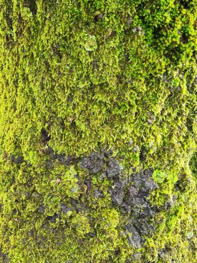 Taşta yeşil yosun var.