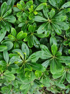 yeşil yapraklar, bitkiler ve yapraklar