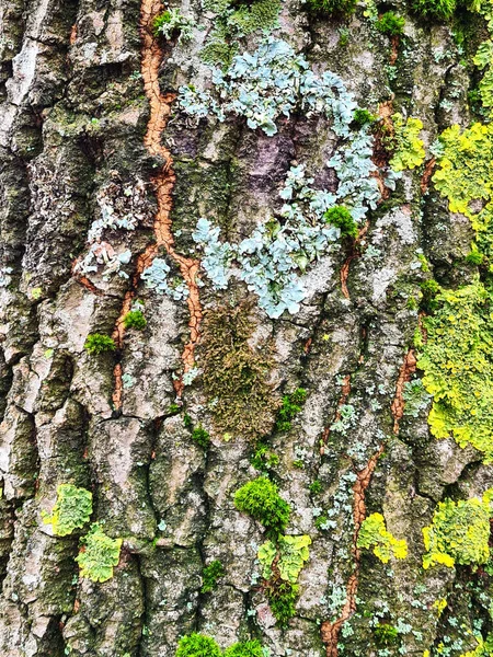森の木の樹皮 — ストック写真
