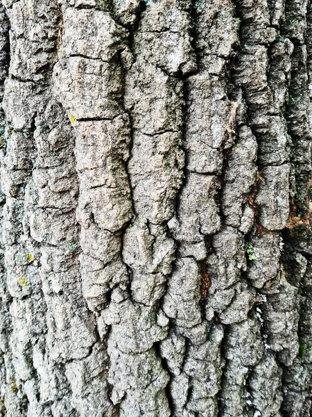 Fakturą Kory Drzewa — Zdjęcie stockowe