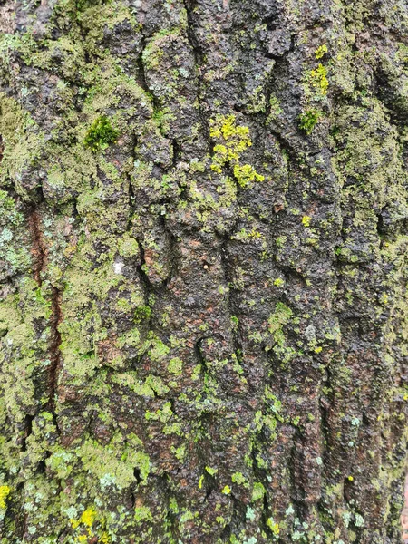 Kora Drzewa Lesie — Zdjęcie stockowe