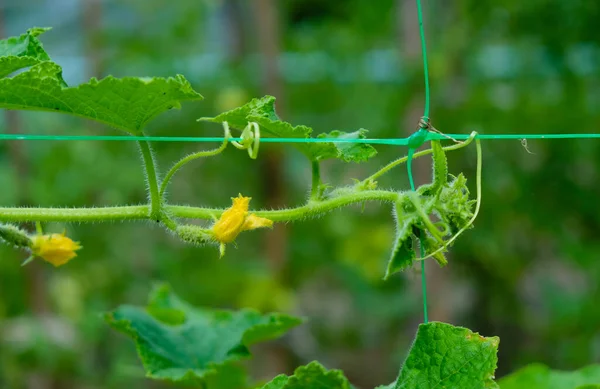 Growing Cucumbers Plastic Trellis Net Selective Focus — Fotografia de Stock