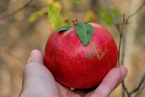 Ripe pomegranate in female hand on the autumn garden background.
