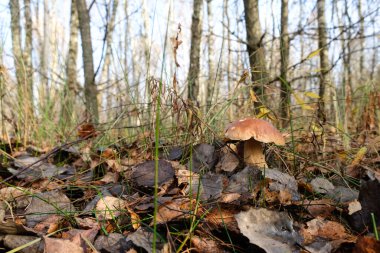 Sonbahar ormanı sabahında bir boletus. Mantar hobisi.