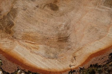 Meşe yüzeyi. Ham madde. Boşluğu kopyala.