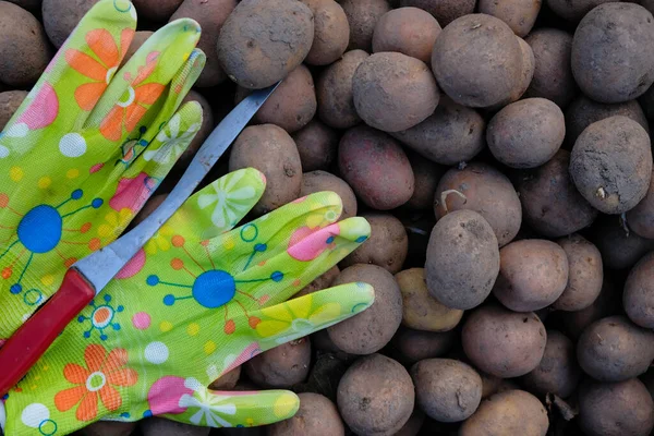 Bright garden gloves and a knife on a potato background. Preparation for landing.