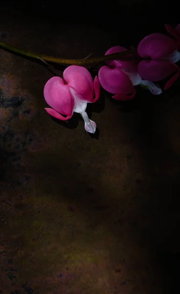 Paslı Bir Arka Planda Kanayan Kalp Çiçekleri Karanlık Fotoğraf Boşluğu — Stok fotoğraf