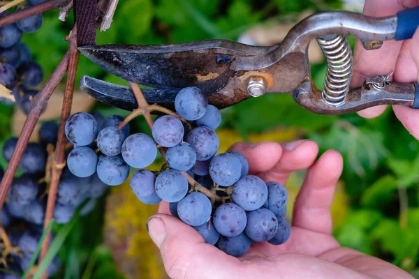 Agriculteur Coupe Les Raisins Avec Des Ciseaux Jardin Viticulture — Photo