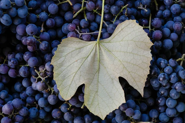 Grape leaf on the purple grapes background. Wine-making concept. Copy space.