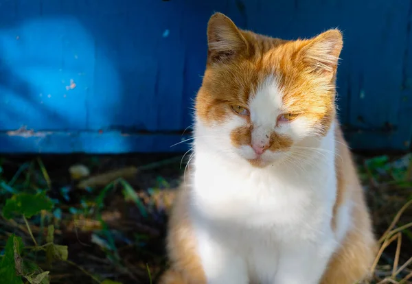 Gato Vermelho Com Olhos Amarelos Fundo Azul Retrato Luz Solar — Fotografia de Stock