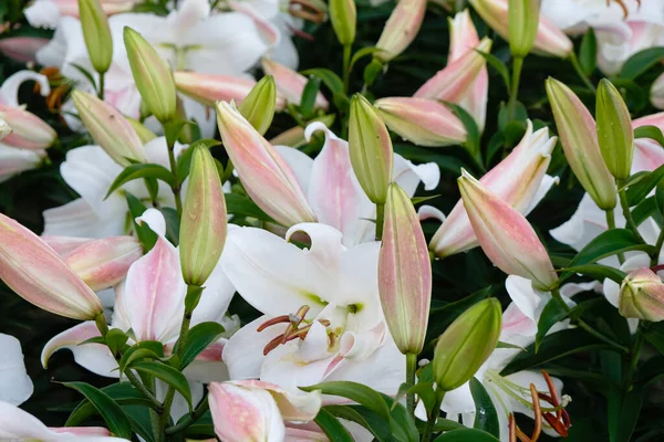 stock image White pink lilies. Lilium 'Zambezi' or 