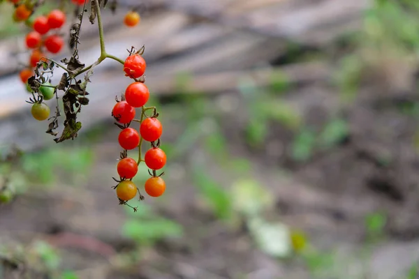 Red currant tomato in the garden. Tomato diseases. Bio vegetables. Copy space.