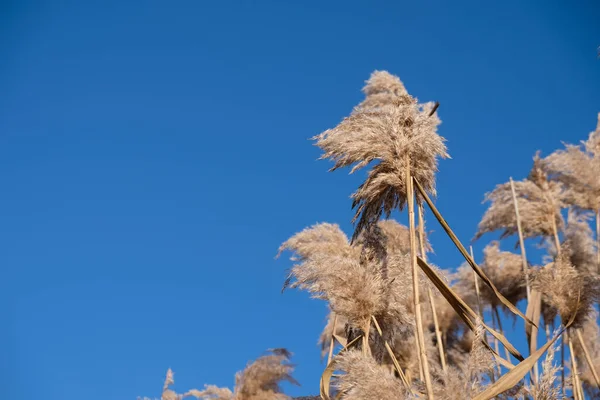 青い空の背景に乾燥葦 スペースのコピー — ストック写真