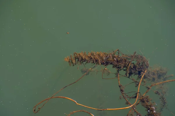 Algas Verdes Del Río Temporada Otoño Stoneworts Copiar Espacio —  Fotos de Stock