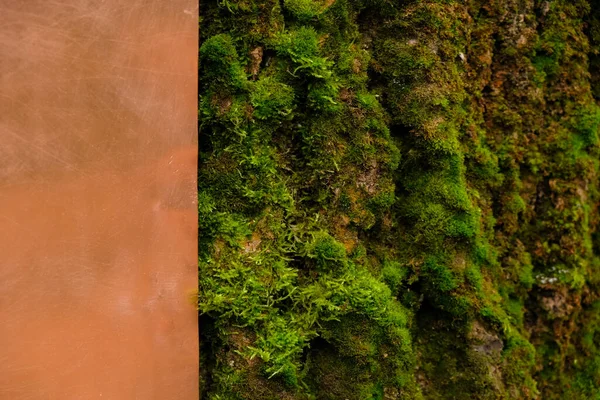 緑の苔を持つ古い木 銅のシートを焼きます 雨が降った スペースのコピー — ストック写真