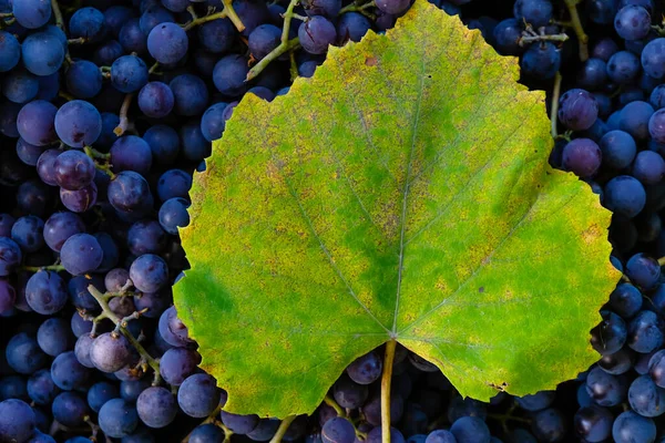 Liść Winogron Tle Niebieskich Winogron Wytwarzanie Wina Przestrzeń Kopiowania — Zdjęcie stockowe