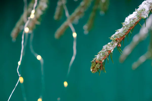 Galhos Árvores Natal Congelados Cor Azul Turquesa Escuro Fundo Bokeh — Fotografia de Stock