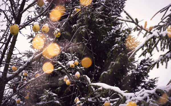 Заснеженная Ель Яблоки Дереве Переднем Плане Размытые Рождественские Огни Винтажный — стоковое фото