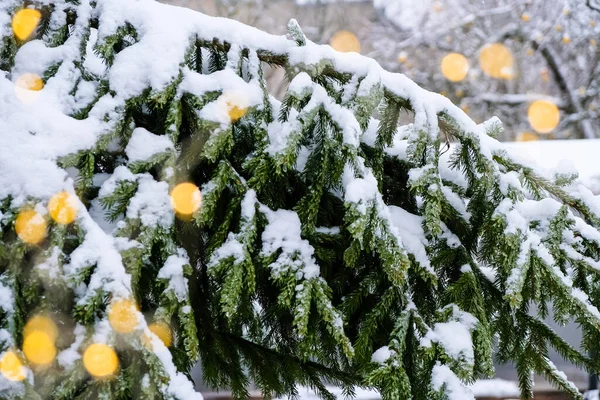 Abeto Coberto Neve Maçãs Amarelas Árvore Luzes Natal Desfocadas Estão — Fotografia de Stock
