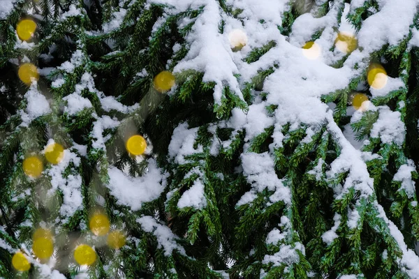 Abeto Cubierto Nieve Luces Borrosas Navidad — Foto de Stock