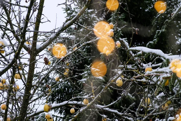 Hogar Jardín Navidad Luces Borrosas Abeto Cubierto Nieve Manzanas Árbol — Foto de Stock