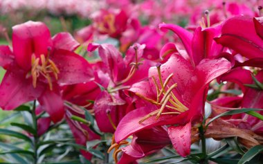 Melez zambak 'Marengo' yağmurdan sonra bahçede. Koyu pembe zambaklar.