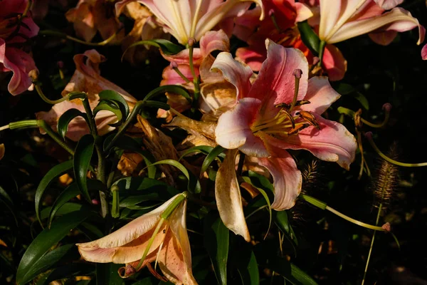 Lilies of dark peach color. Lilium \'Zelmira\' in the garden after the rain. Different stages of flowering.