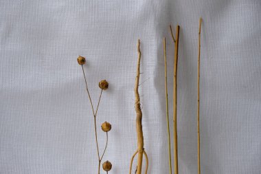 Keten tohumu kabukları, sapları ve beyaz keten masa örtüsünün kökleri..