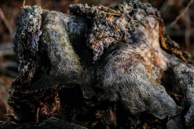 Ağaç kabuğu böcekleri ahşap üzerinde. Eski kütük doğal arkaplan.