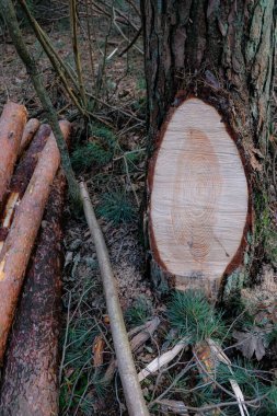 Odun ya da yakacak odun topluyorum. Çam ağacının testere izleriyle kesişen kısmı.