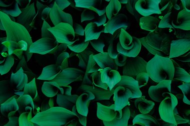 Beautiful dark green leaves of lily of the valley in low key. Fibonacci spiral in nature.Selective focus.