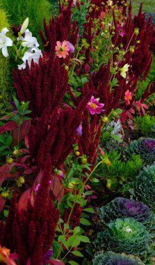Amaranth, Ornamental cabbages, and Dahlias for garden decoration. After rain.