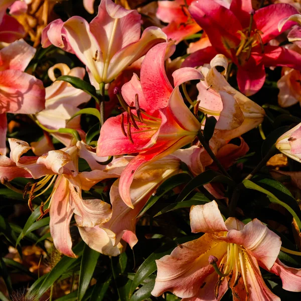 Lilies of dark peach color. Lilium \'Zelmira\' in the garden after the rain. Care, cultivation.